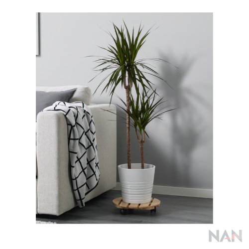 Planta decorativa - Dracena
